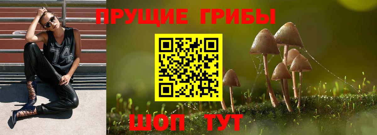 Шебекино  купить наркотик  Вход с VPN  Псилоцибиновые грибы прущие грибы 